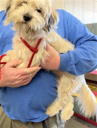 Photo of A889233, adoptable Maltese in Camarillo, California