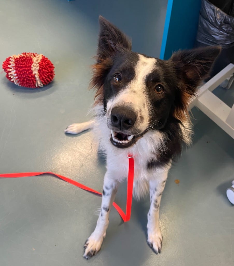 Photo of Zuzu, adoptable Border Collie in Texas