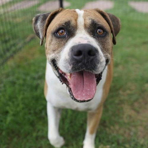 Photo of Duke, adoptable Mastiff in San Antonio, Texas