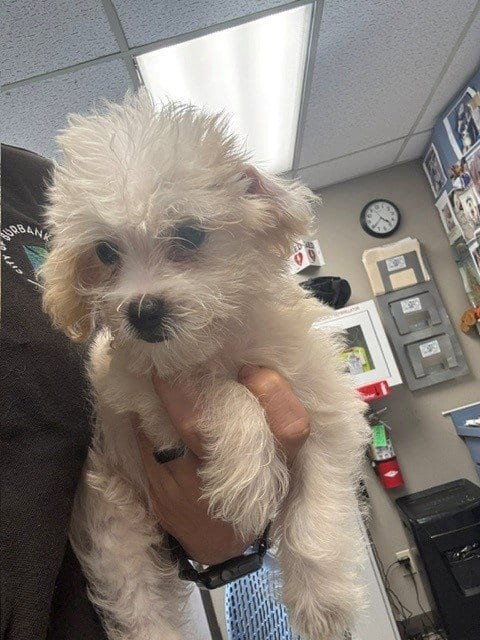 Photo of Dolly, adoptable Maltese in Burbank, California