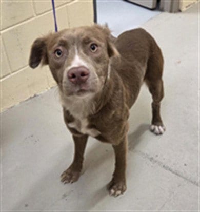 Photo of Lady, adoptable Terrier in Sanford, Florida