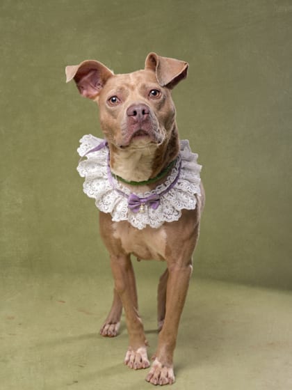 Photo of Persephone, adoptable dog in Atlanta, Georgia