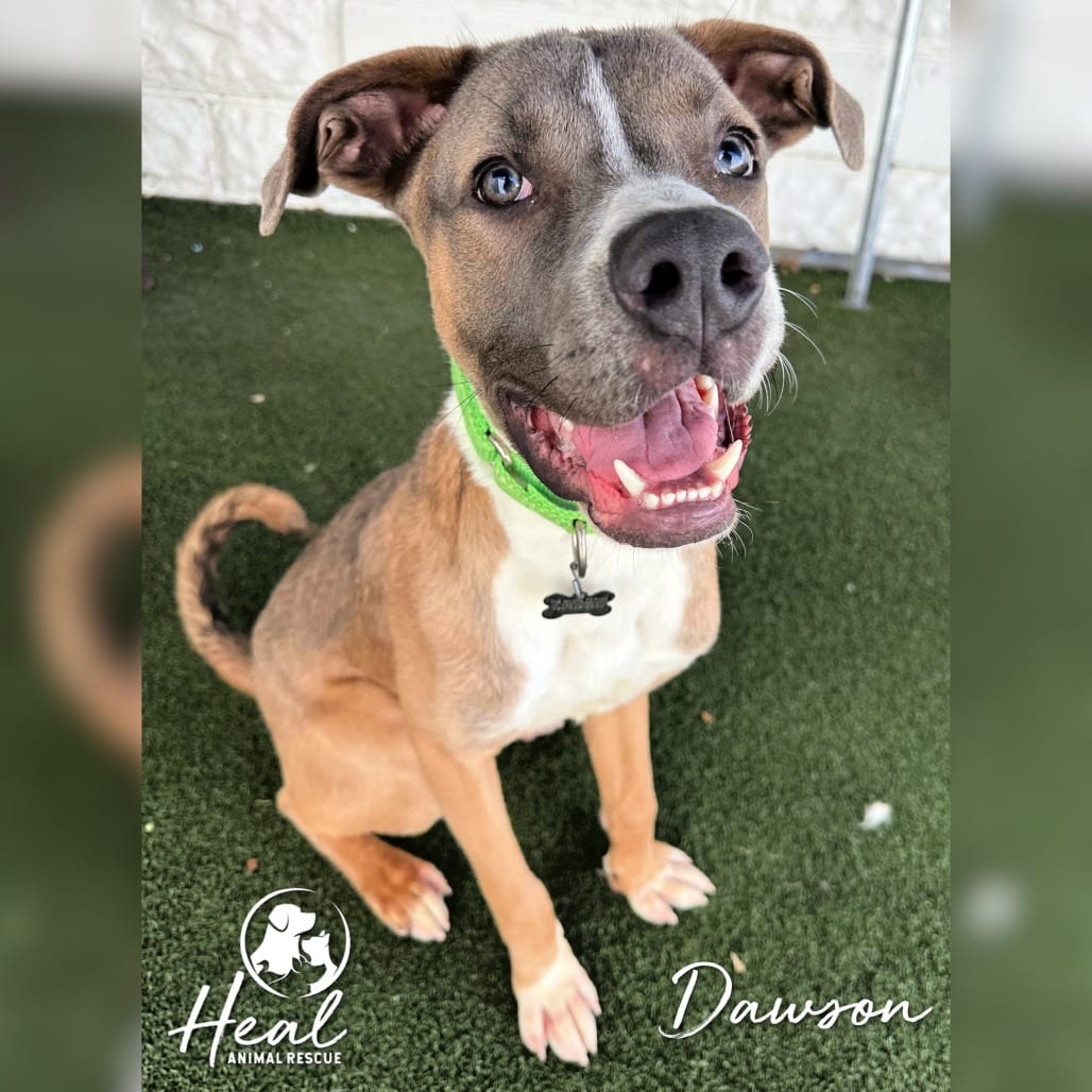 Photo of Dawson, adoptable Shepherd / Mixed Breed (Medium) in Youngwood, Pennsylvania