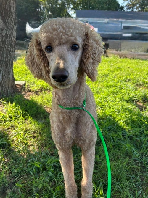 Photo of Tortellini Jul 26 - A one dog guy, adoptable Poodle (Standard) in Pacolet, South Carolina