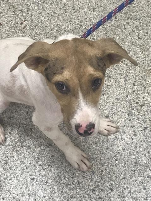 Photo of A430954, adoptable Labrador Retriever in Conroe, Texas