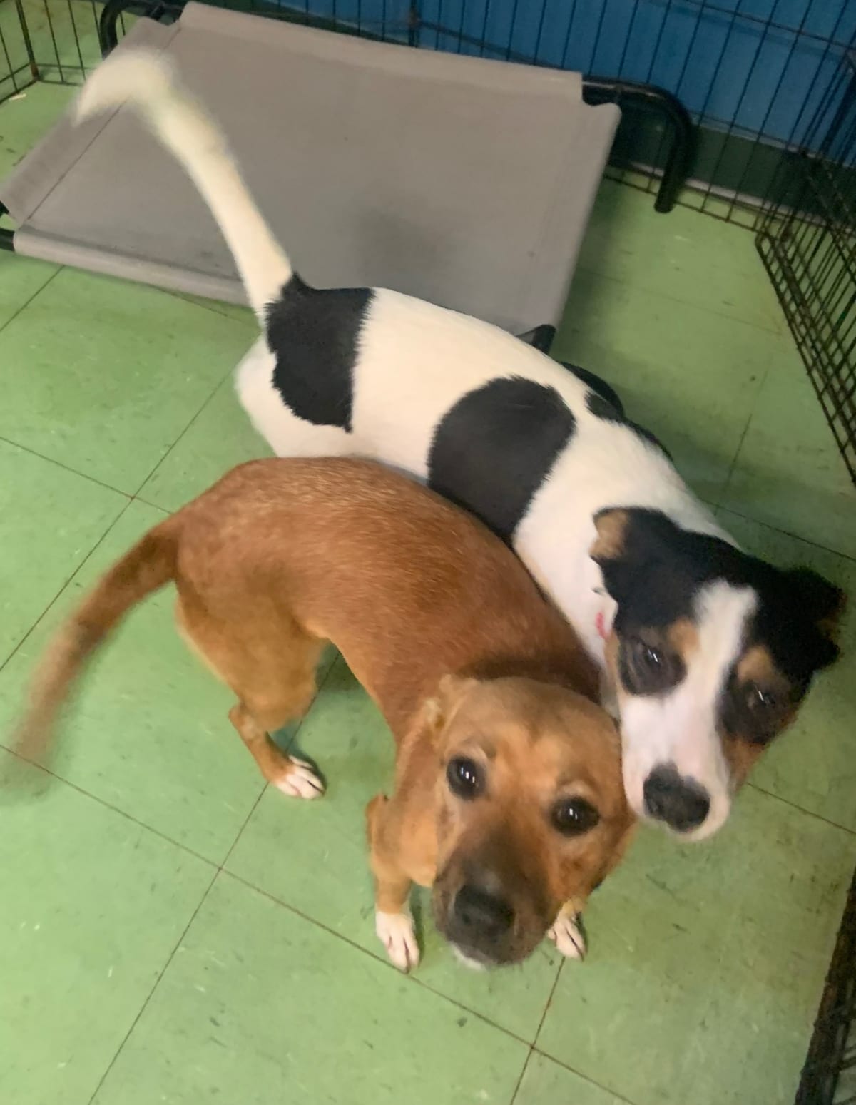 Photo of Lucky & Penny, adoptable dog in Angier, North Carolina
