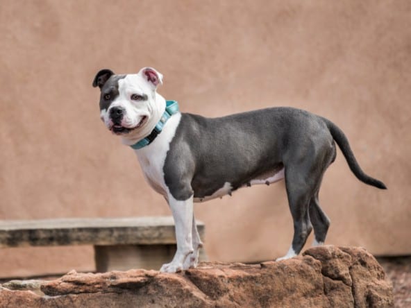 Photo of Betty, adoptable Mixed Breed in Santa Fe, New Mexico