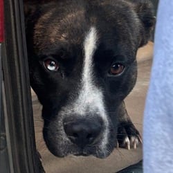 Photo of Memphis, adoptable Boxer Mixed Breed (Medium) in Ringgold, Georgia