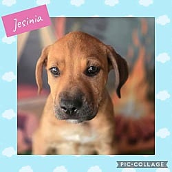 Photo of Jesinia, adoptable Labrador Retriever in Ringwood, New Jersey