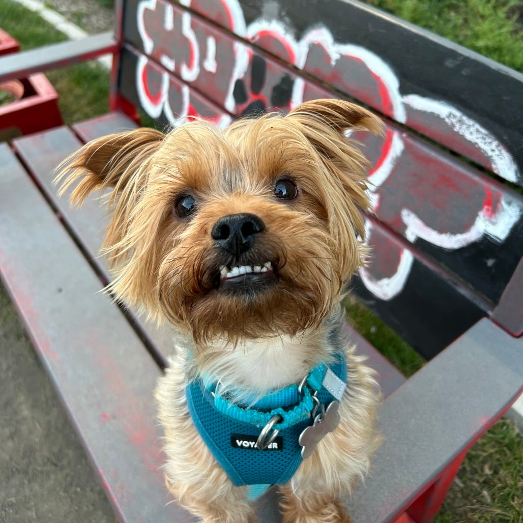 Photo of Kingston, adoptable Terrier, Yorkshire, Yorkie in Skokie, Illinois