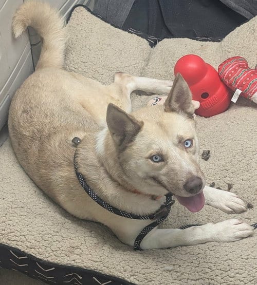 Photo of Spirit, adoptable Husky in Waverly, Tennessee