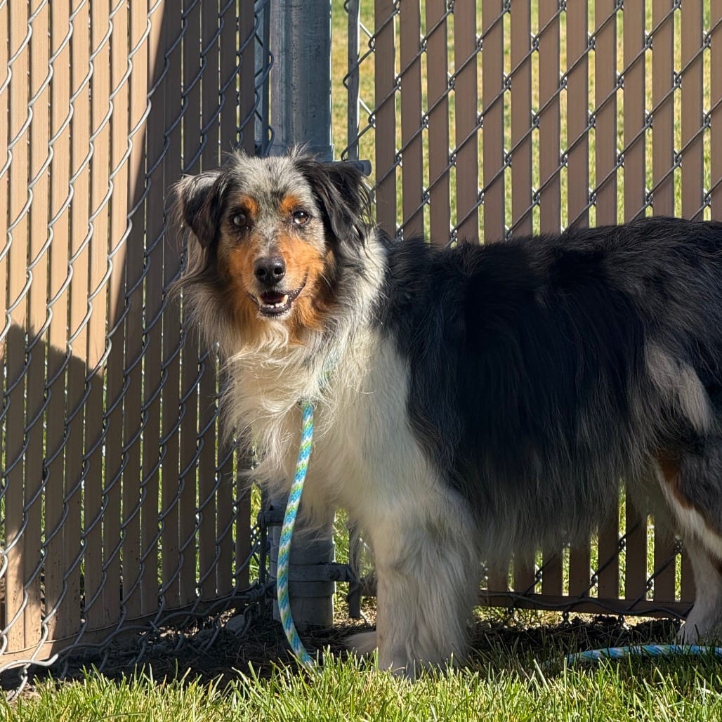 Photo of Oz, adoptable Shepherd, Australian in Hayden, Idaho