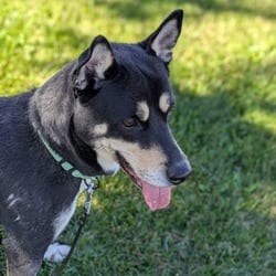 Photo of Mallory, adoptable Mixed Breed (Medium) in Syracuse, New York
