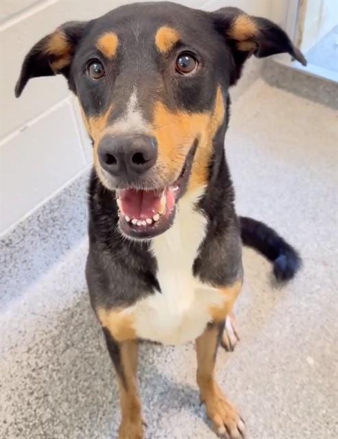Photo of Dexter, adoptable Rottweiler in Houston, Texas