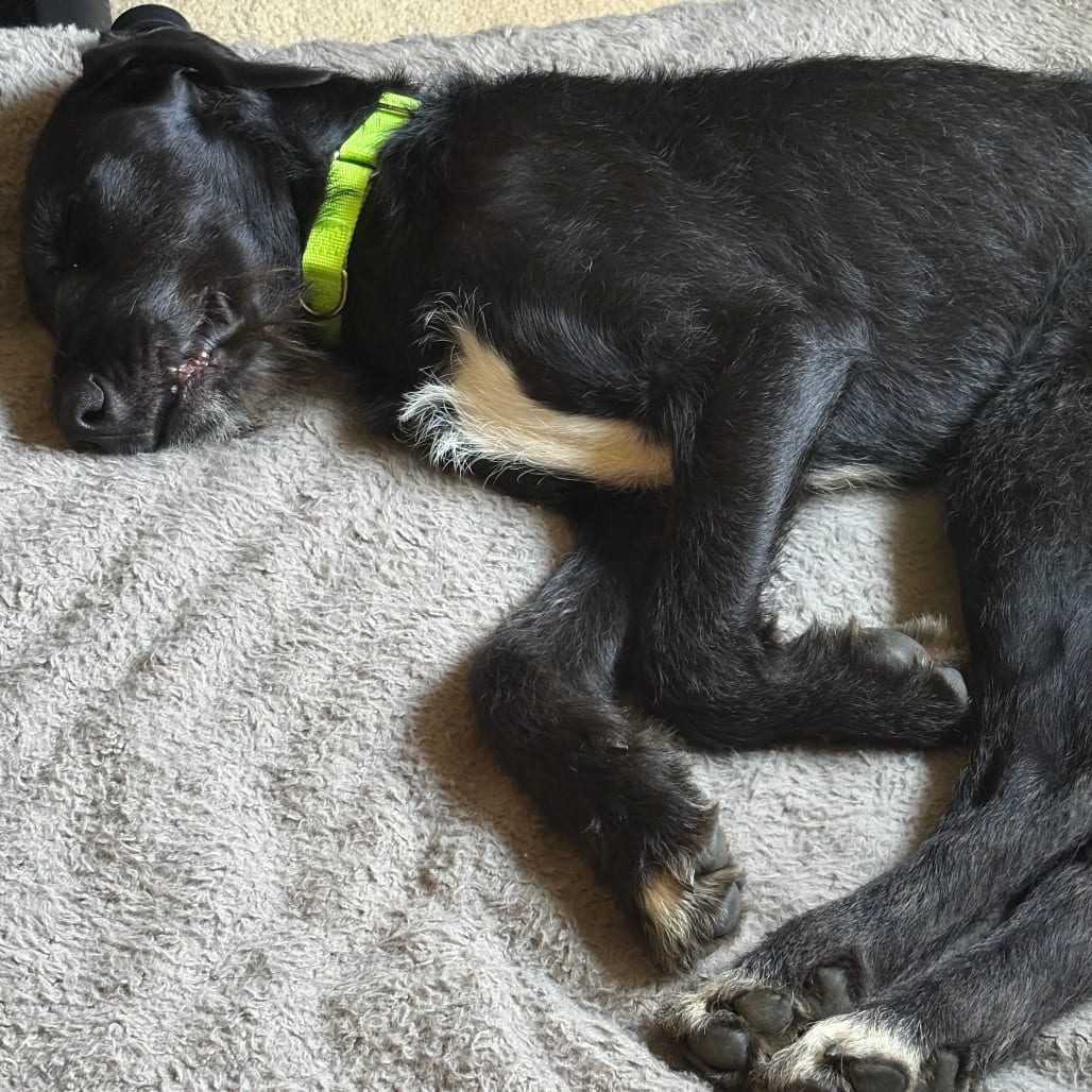 Photo of Coal, adoptable Terrier in Raleigh area, North Carolina