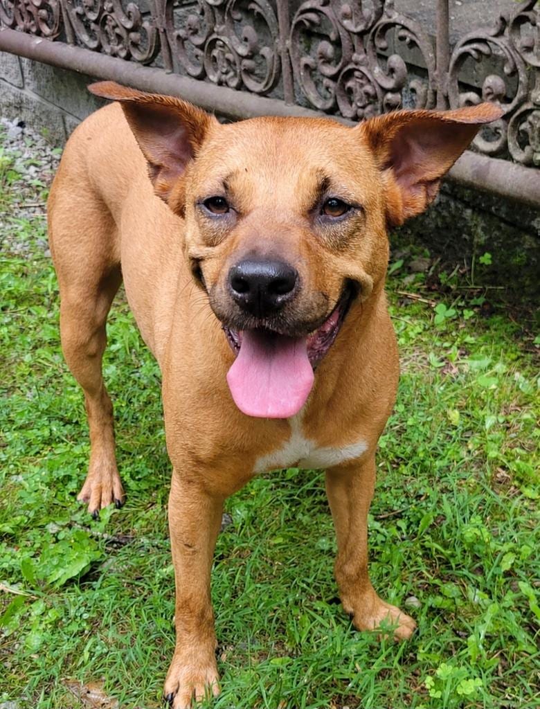 Photo of Sky, adoptable Carolina Dog in Crossville, Tennessee
