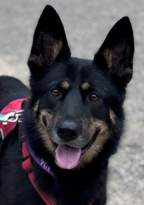 Photo of Robin, adoptable German Shepherd Dog in SNOQUALMIE, Washington