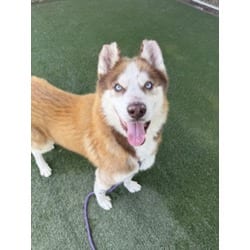 Photo of Maple, adoptable Husky in Chatsworth, California