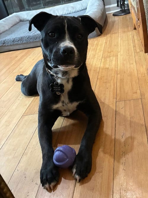 Photo of Boomer, adoptable Pit Bull Terrier in Mouth Of Wilson, Virginia