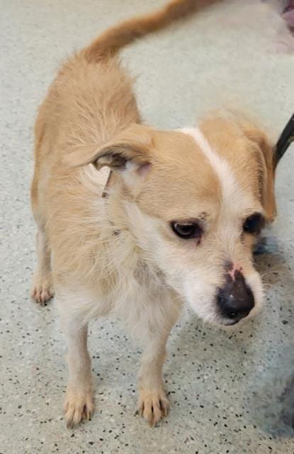 Photo of Simon, adoptable Terrier in Chicago Ridge, Illinois