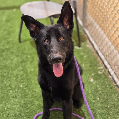 Photo of Floki, adoptable German Shepherd Dog in Mesa, Arizona