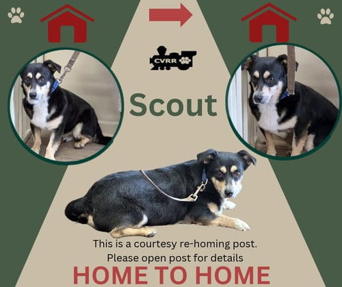 Photo of Scout (Home 2 Home), adoptable Corgi in Lindsay, California