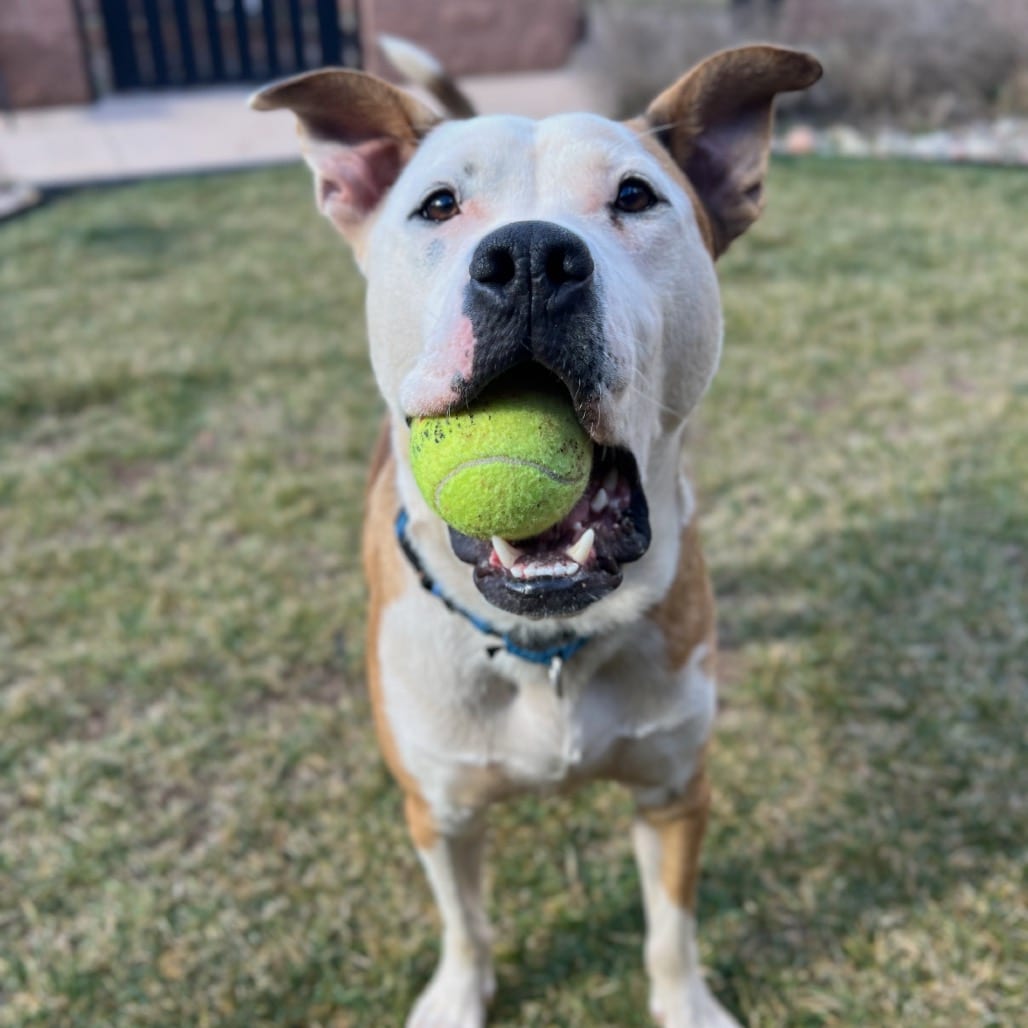 Photo of Axl, adoptable Terrier, American Staffordshire / Mixed Breed (Large) in Kanab, Utah