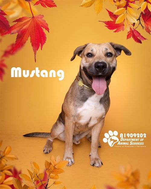 Photo of Mustang, adoptable Pit Bull Terrier in Riverside, California