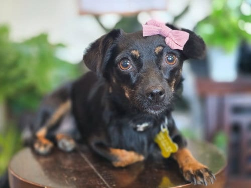 Photo of Aviana, adoptable Chihuahua in Sandy, Utah