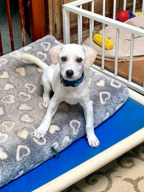 Photo of Boggie, adoptable Terrier in Santa Clarita, California