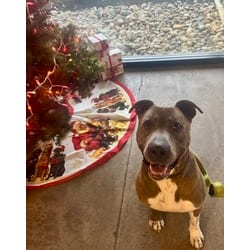 Photo of Jameson, adoptable Mixed Breed (Medium) in New Castle, Delaware
