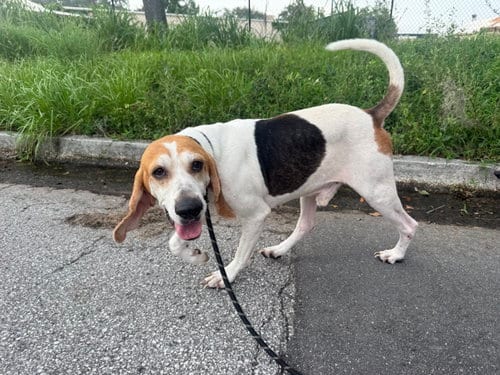 Photo of Wyatt, adoptable Beagle in Sanford, Florida