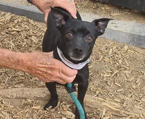 Photo of Toast, adoptable Chihuahua in Albuquerque, New Mexico