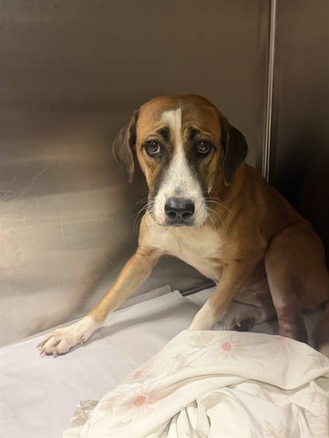 Photo of Kayla, adoptable Terrier mix in Miami, Florida
