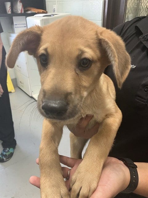 Photo of Wasabi, adoptable German Shepherd Dog in Corpus Christi, Texas