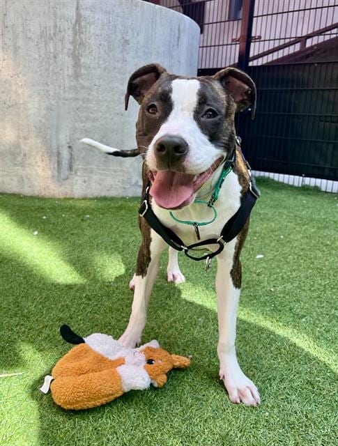 Photo of Wilson, adoptable Pit Bull Terrier in San Francisco, California