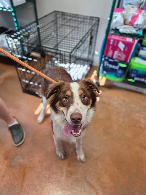 Photo of Roscoe, adoptable Australian Shepherd in Bolivar, Missouri