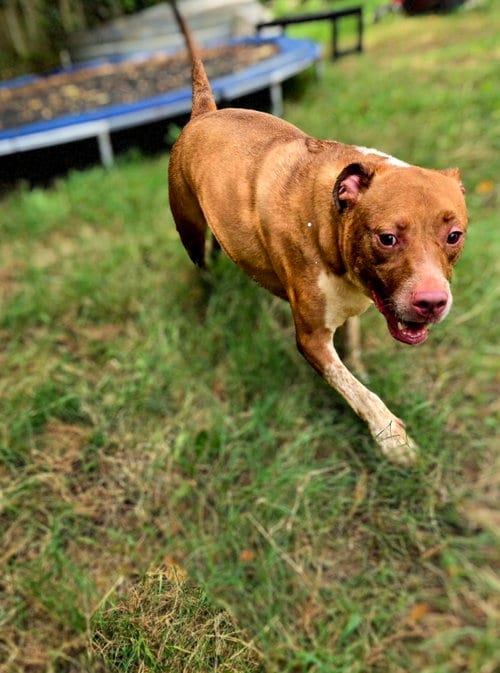 Photo of Claire, adoptable American Staffordshire Terrier in Jackson, Mississippi