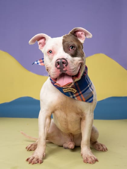 Photo of Henry Hornet, adoptable dog in Atlanta, Georgia