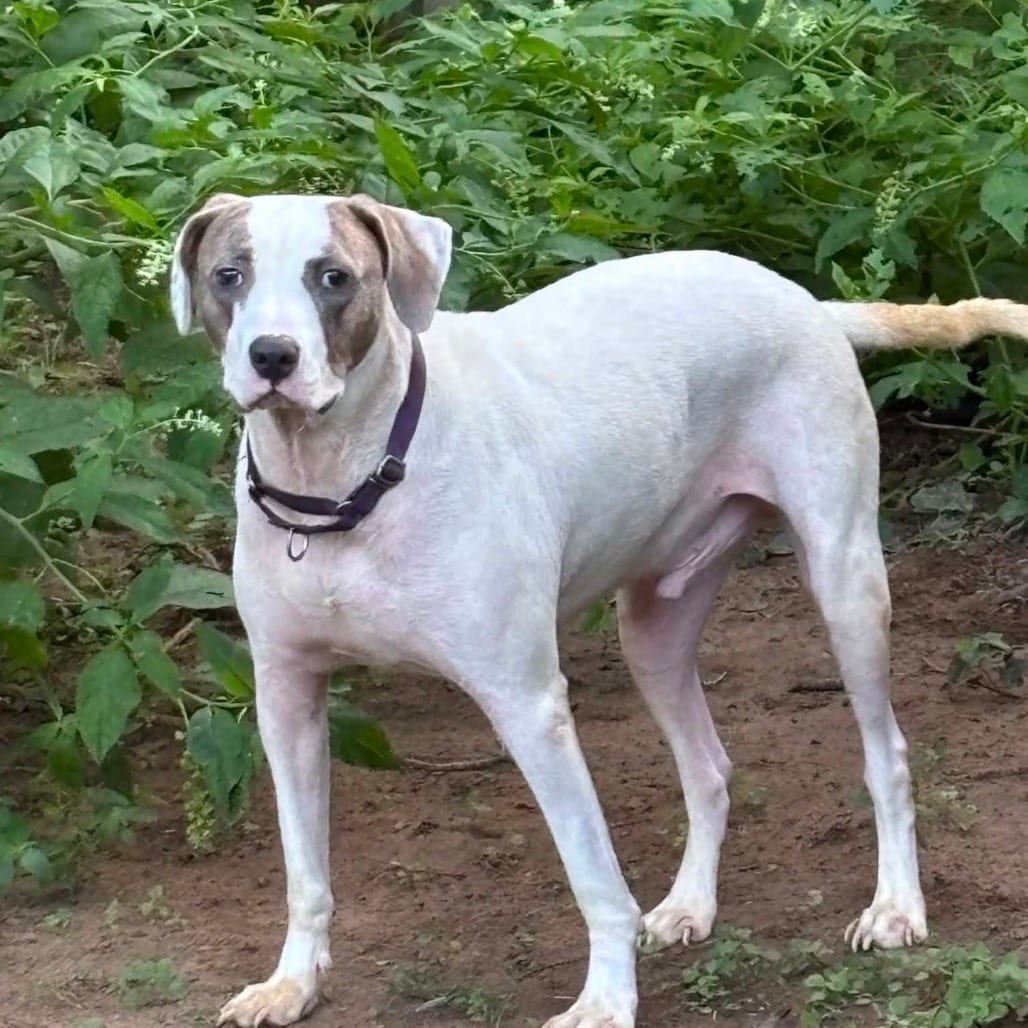 Photo of Harold, adoptable Catahoula Leopard Dog / Mix in Weatherford, Texas