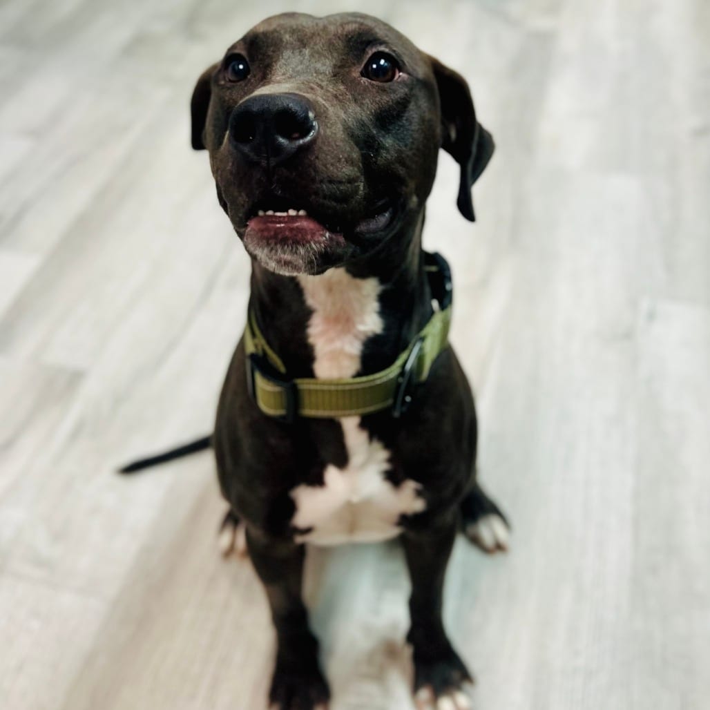 Photo of Little Foot, adoptable Retriever, Labrador / Terrier, American Pit Bull in Atlantic City, New Jersey