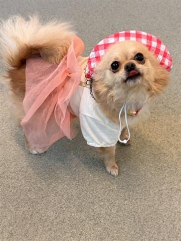 Photo of Macy, adoptable Pomeranian in San Martin, California