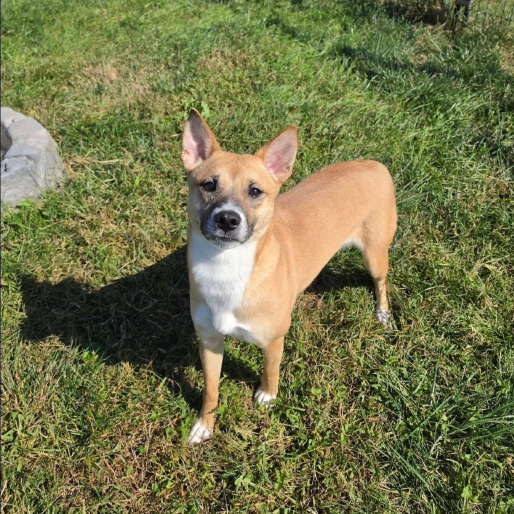Photo of Cinnamon, adoptable Shiba Inu in Waynesboro, Pennsylvania