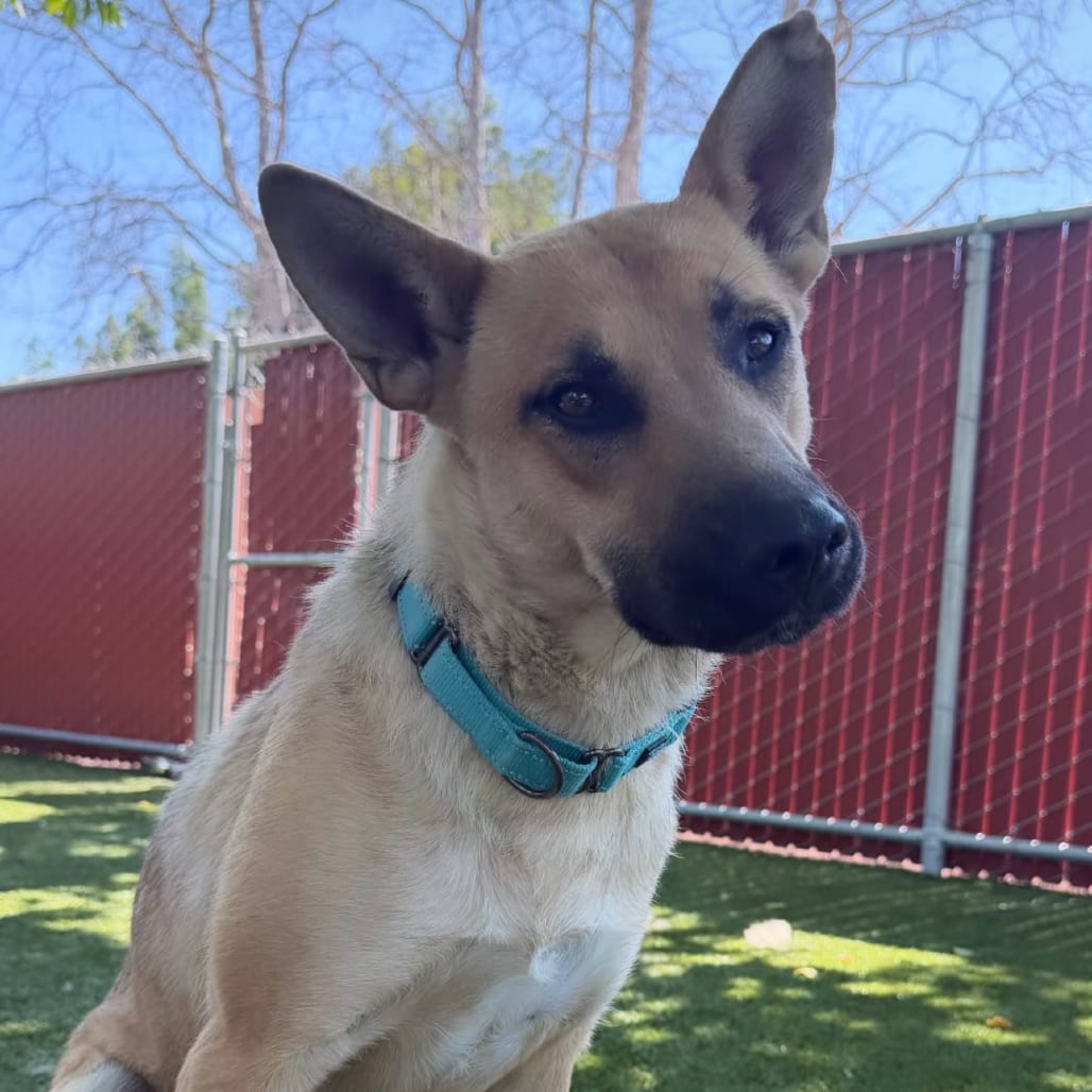Photo of Rain, adoptable Shepherd, German in Buellton, California