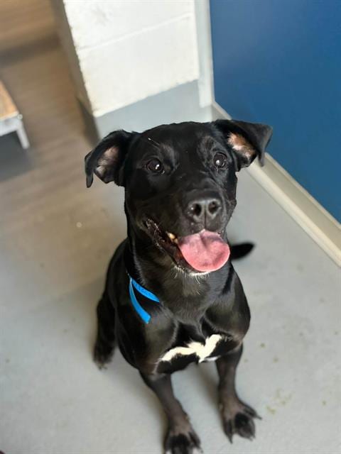 Photo of Mila, adoptable Labrador Retriever in Visalia, California