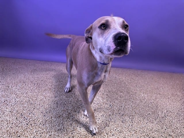 Photo of Blossom, adoptable Terrier mix in Miami, Florida
