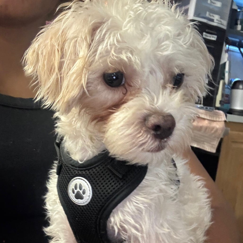 Photo of Pippin 2, adoptable Maltese / Terrier, Yorkshire, Yorkie in Hinesville, Georgia