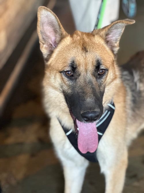 Photo of Maximus, adoptable German Shepherd Dog in Charlotte, North Carolina