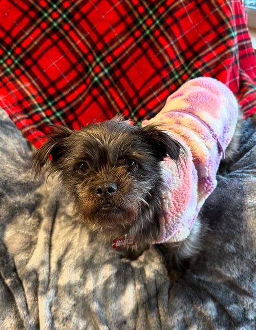 Photo of Chloe, adoptable Shih Tzu in Jackson Township, New Jersey