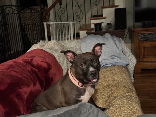 Photo of Josie, adoptable American Pit Bull Terrier in Holly Springs, North Carolina